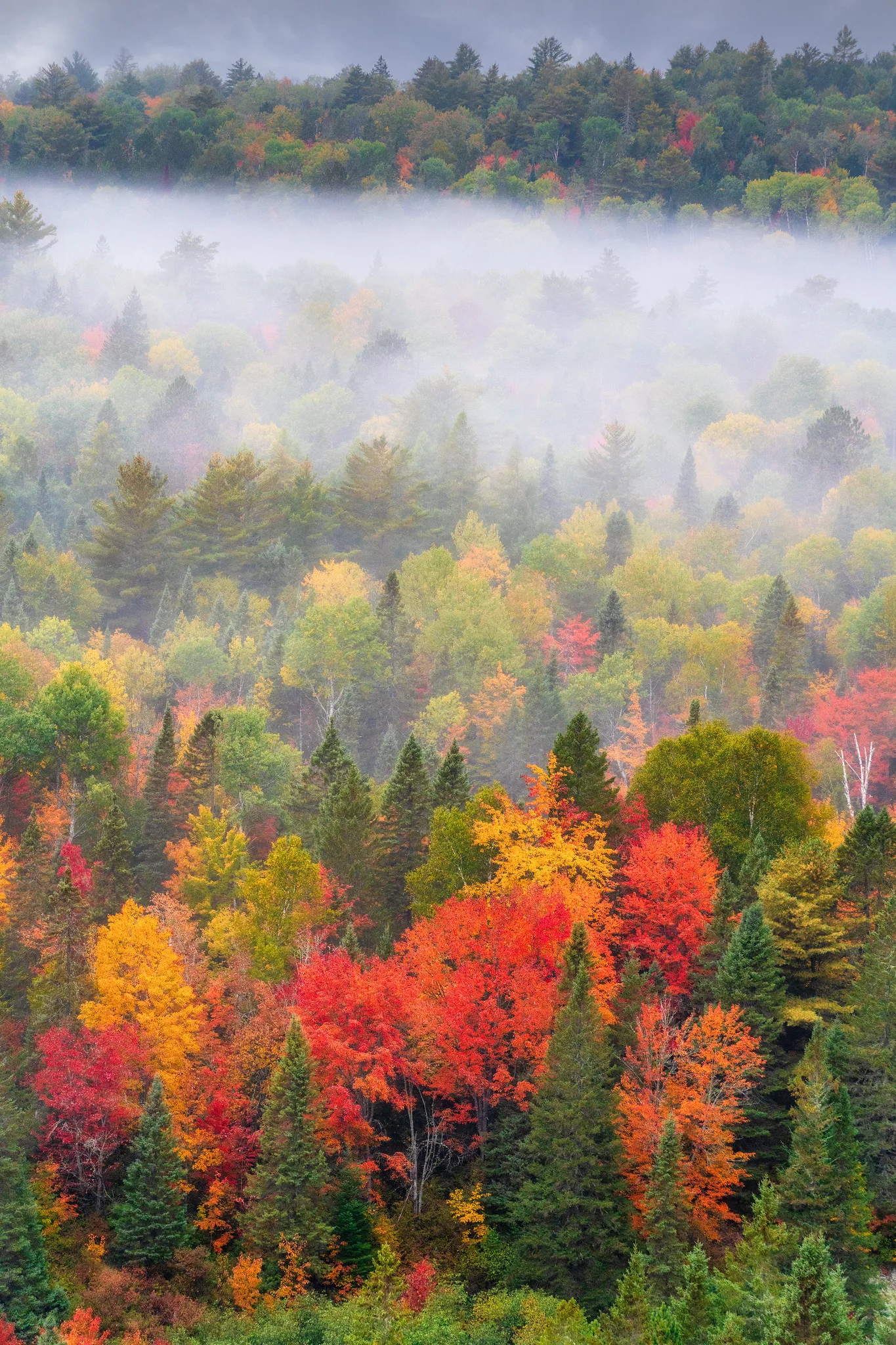 Looking down over an autumn forest canopy of red, orange, yellow and green trees with a band of fog lying across the middle of the valley