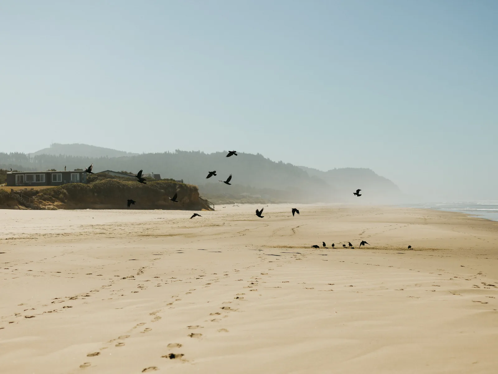 Lines of footprints crossing pale sand toward a hazy headland, with a flock of dark birds taking off and a low building on a bluff