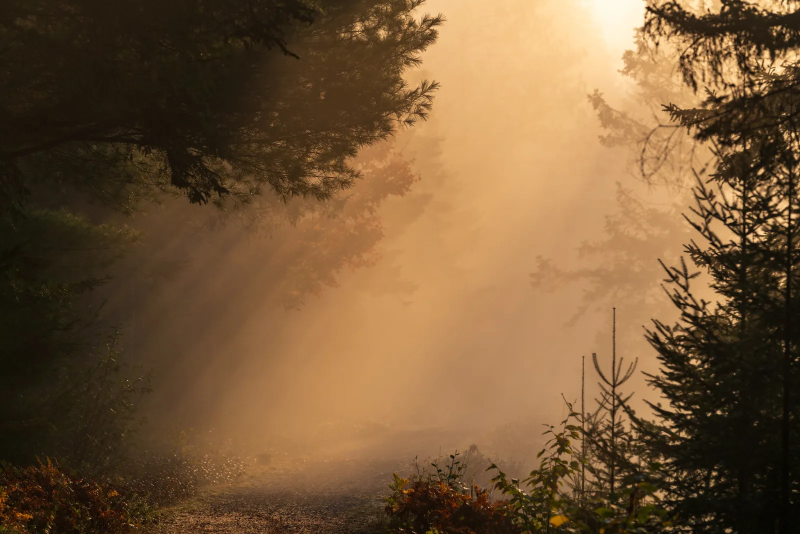 Golden morning sunlight streaming in visible rays through fog between dark conifers on a forest track