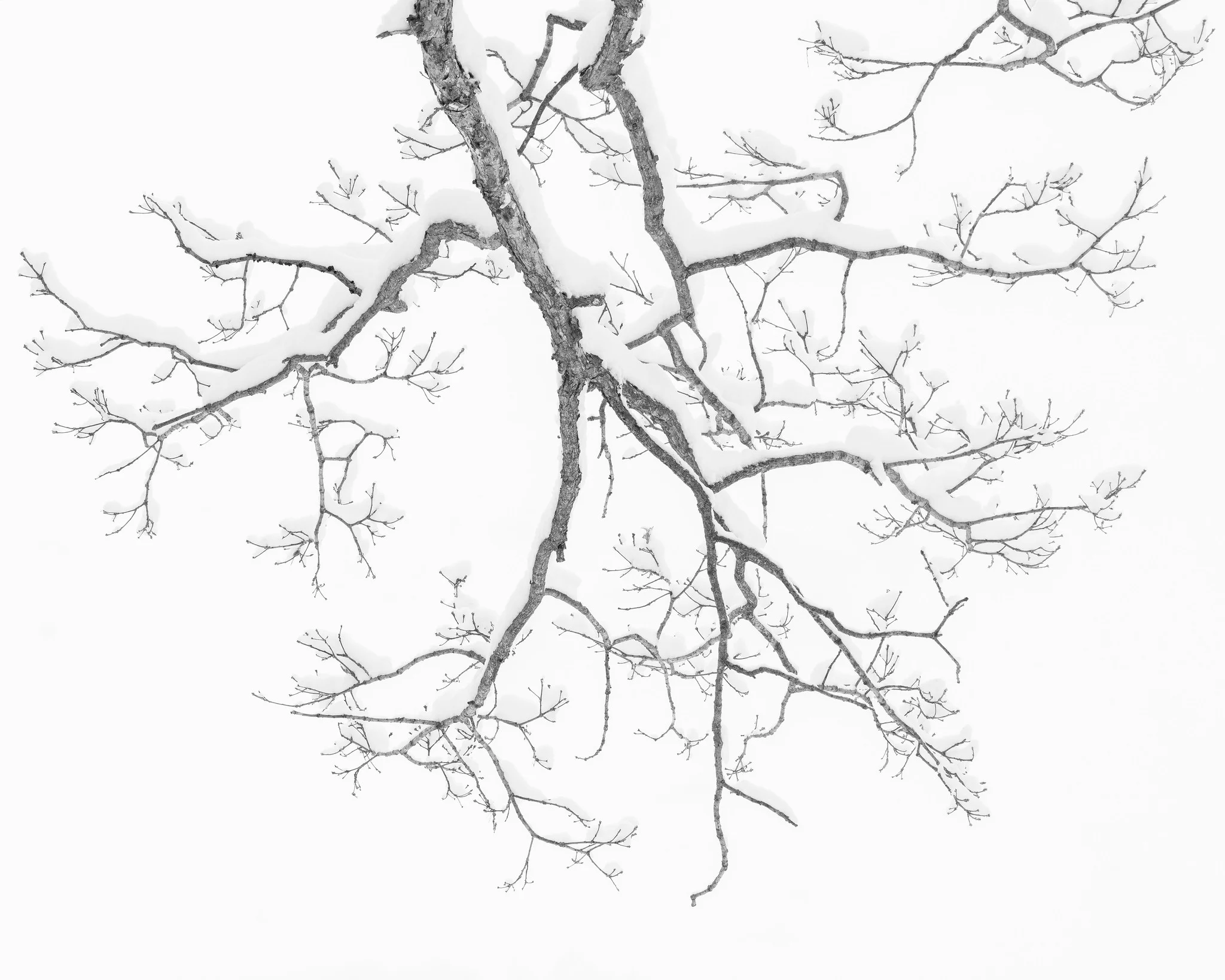 Bare tree branches forming a fractal branching pattern, seen from below against a near white overcast sky