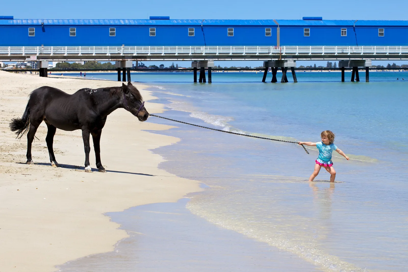 A small girl standing in shallow water pulling hard on a long rope attached to a black horse that stands still on the sand, a pier behind them