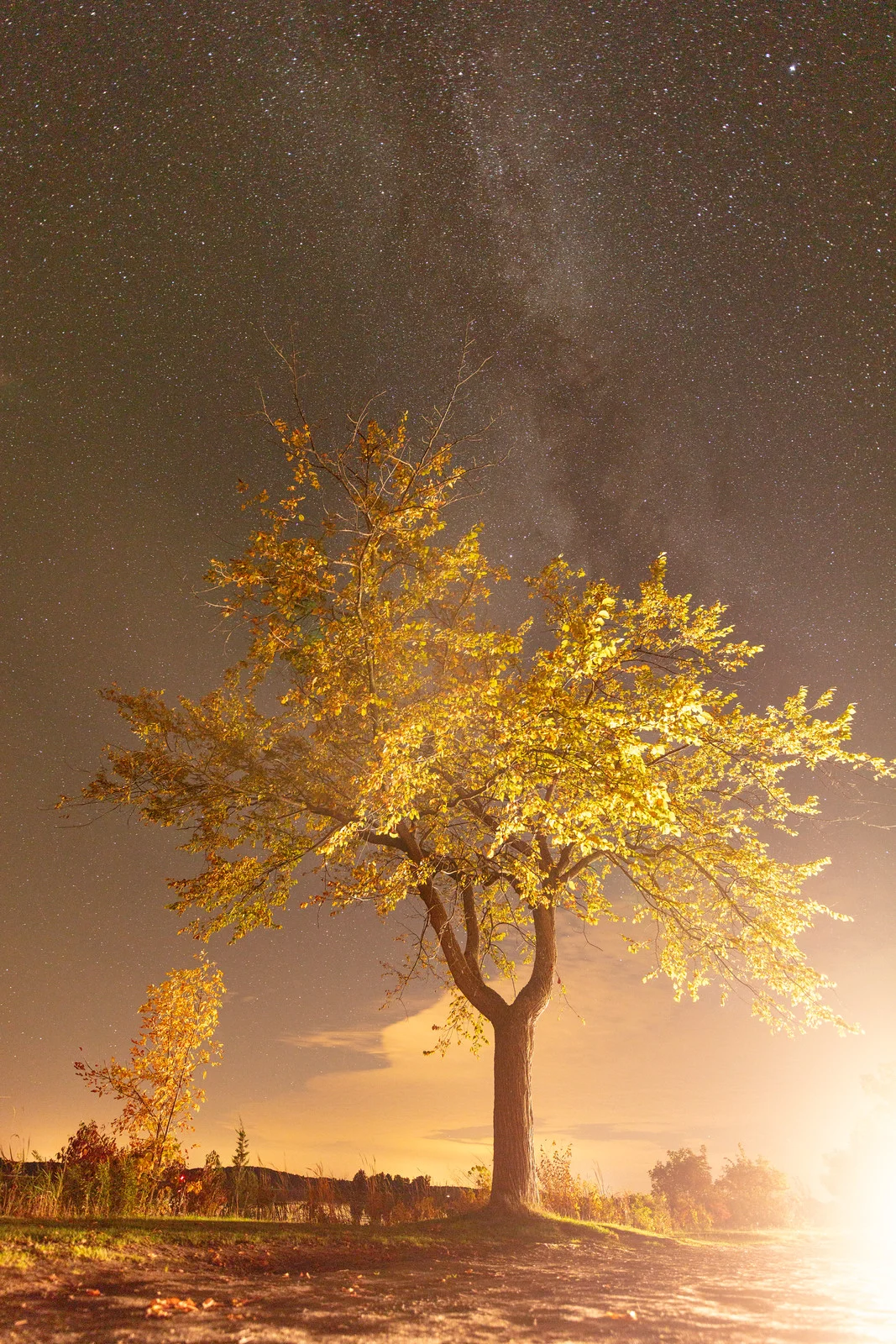 A golden-lit tree under a starry sky with the Milky Way visible above and an orange glow of artificial light at the horizon