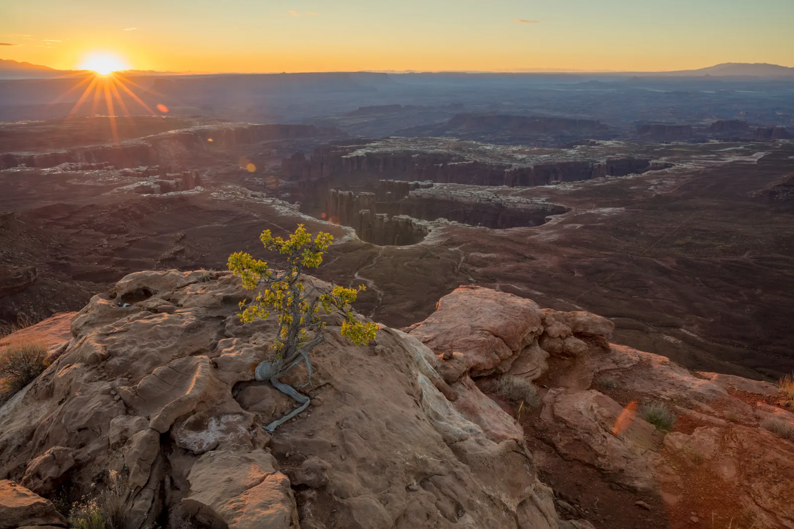 Sun rising over a wide canyon, with a small tree growing from sunlit rock in the foreground