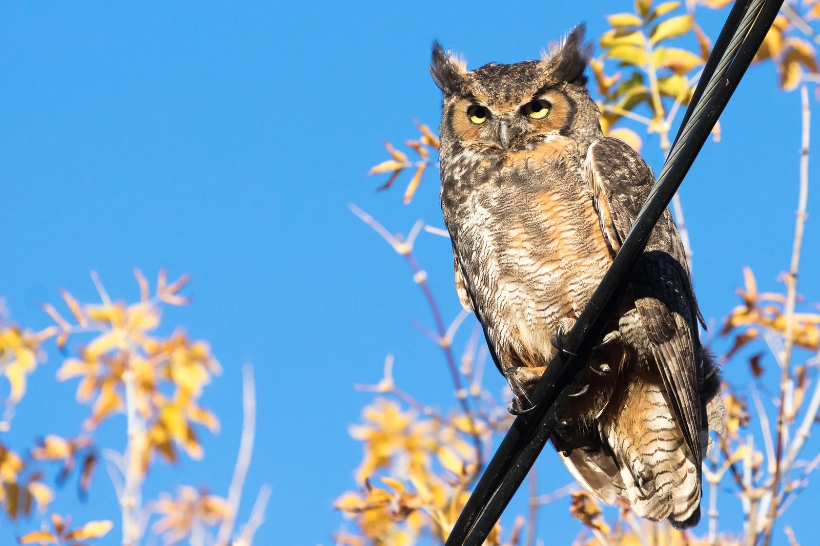 A great horned owl perched on a thick black cable against a clear blue sky, with yellow autumn leaves on thin branches around it