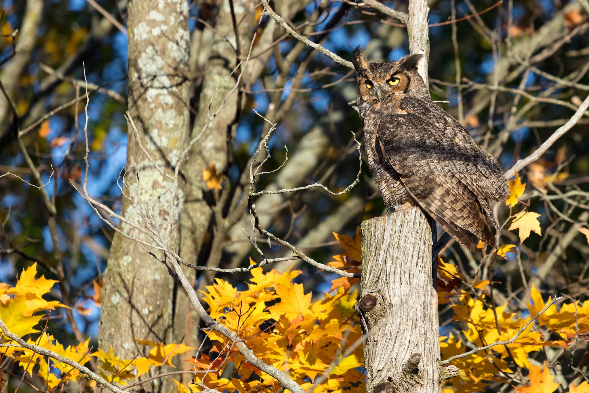 A great horned owl perched on a fence post, looking directly at the camera with sharp catchlights in its yellow eyes, surrounded by autumn foliage