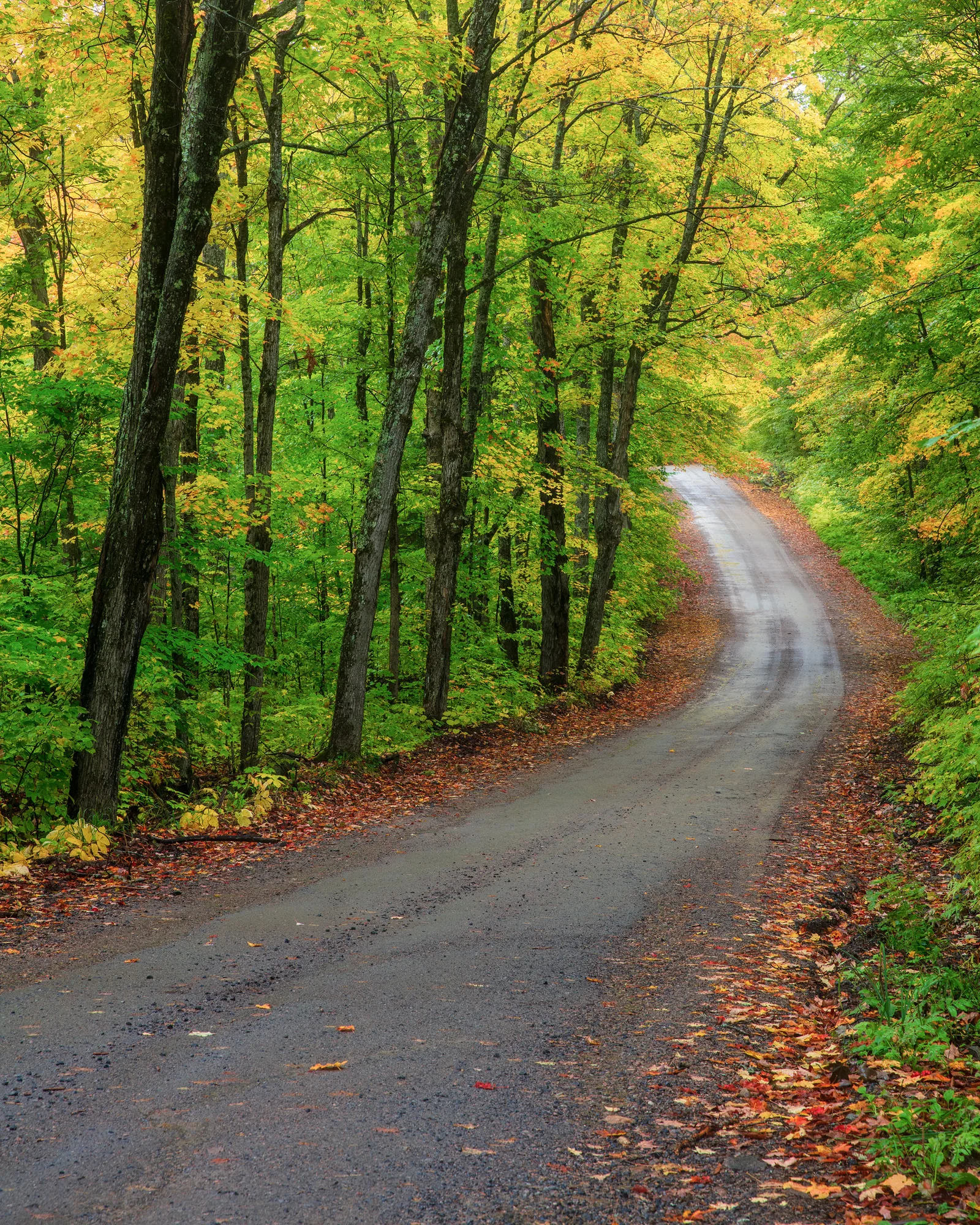 A dirt road winding through a forest of tall trees with bright green and yellow-green leaves and a few fallen orange leaves at the roadside