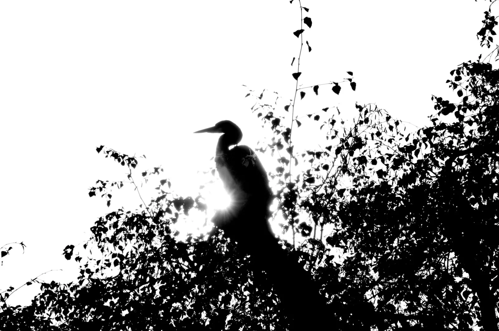 A heron in black silhouette perched in a dark bush against a white sky, its body blending into the leaves below