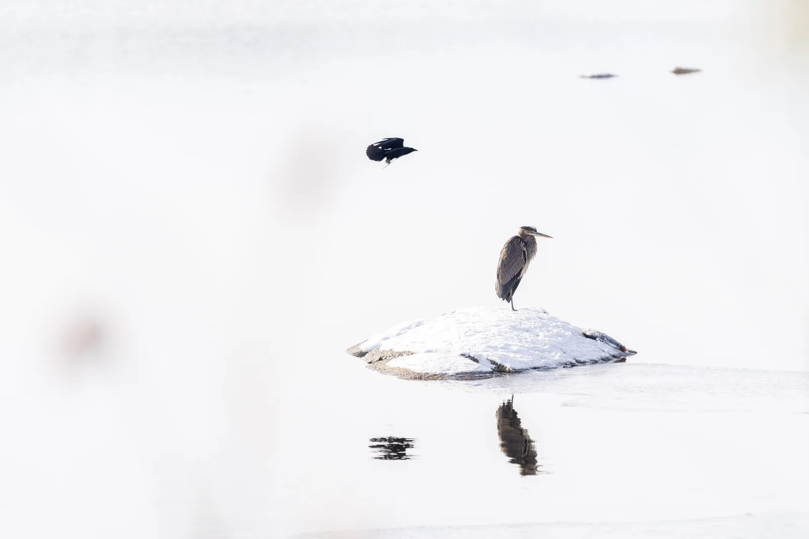A heron standing on a small snow-covered rock in pale, misty water with its reflection below, small in the frame, while a crow flies past above it