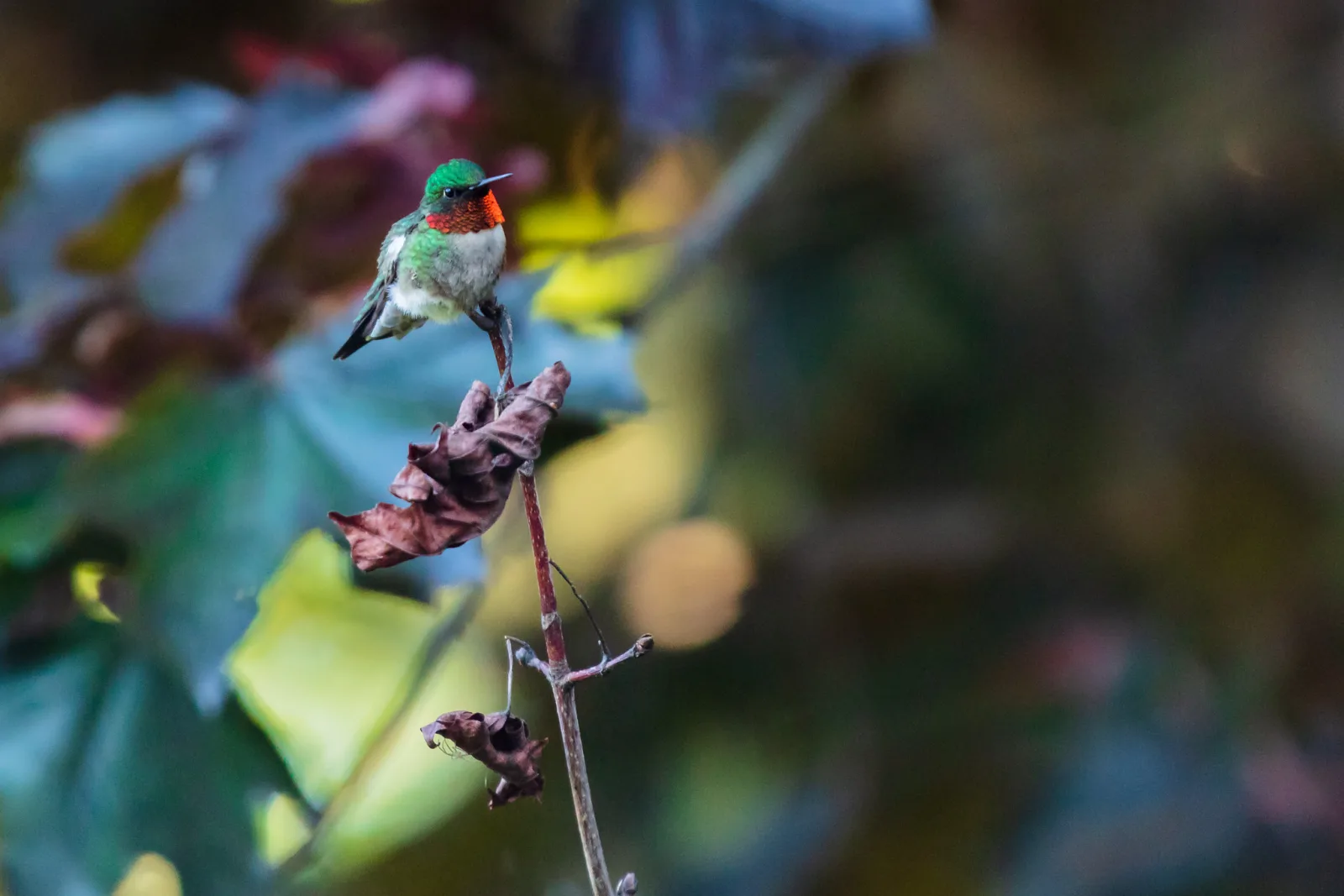 A ruby-throated hummingbird perched on a thin twig against a soft, colorful blurred background of leaves