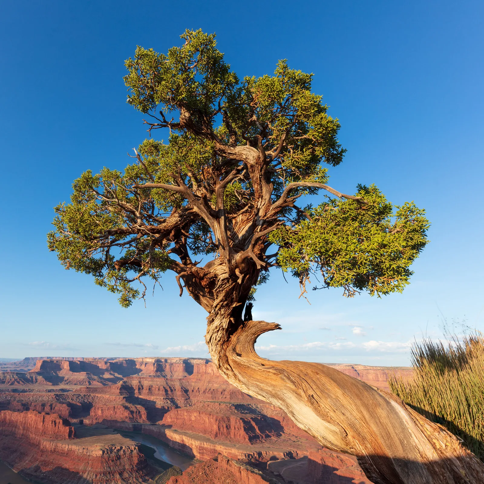 A twisted juniper tree on a canyon rim, its green canopy set against clear blue sky with red canyon layers below