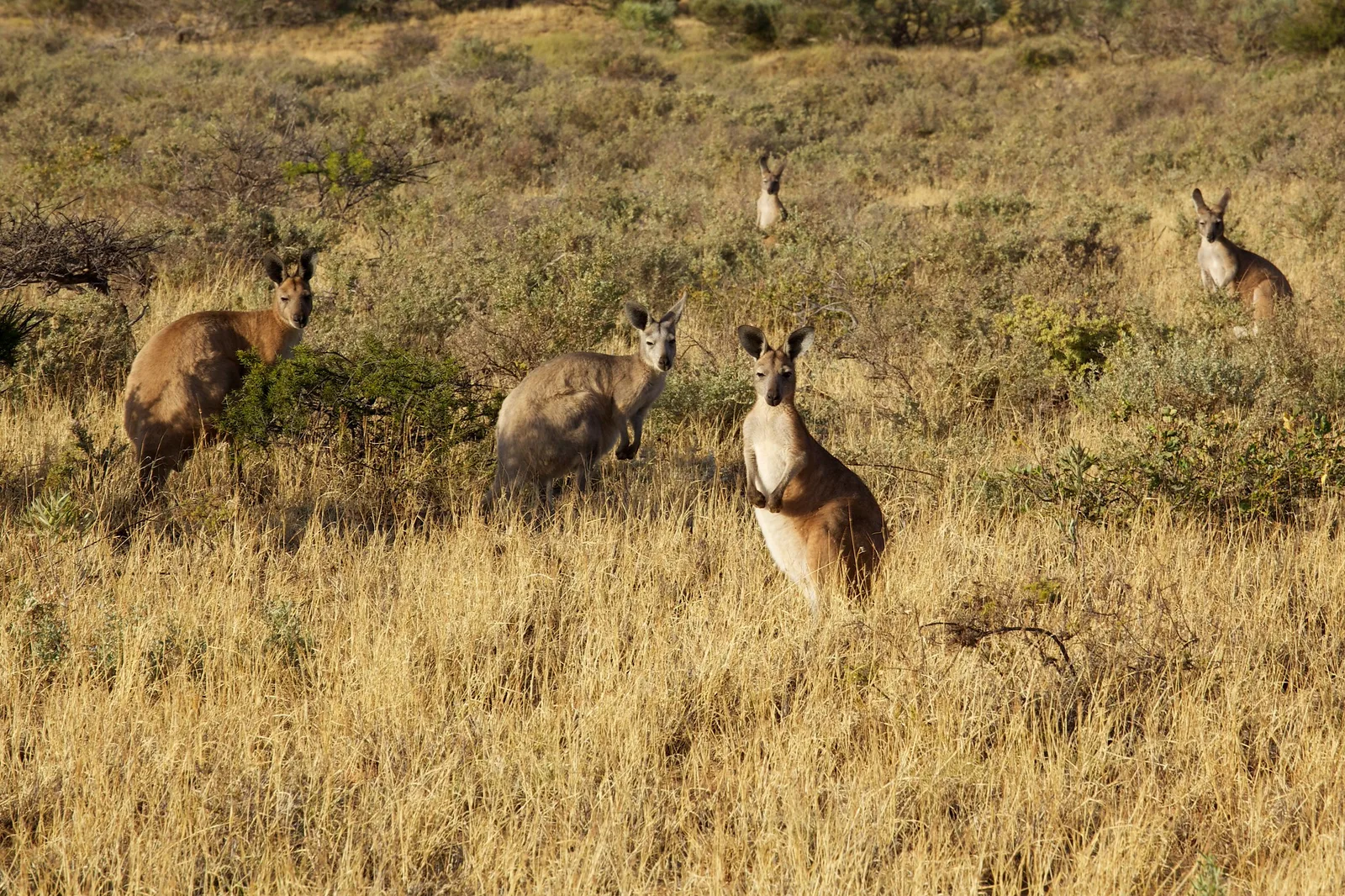 Several kangaroos standing upright and alert in tall dry golden grass with scattered low shrubs, most of them looking toward the camera