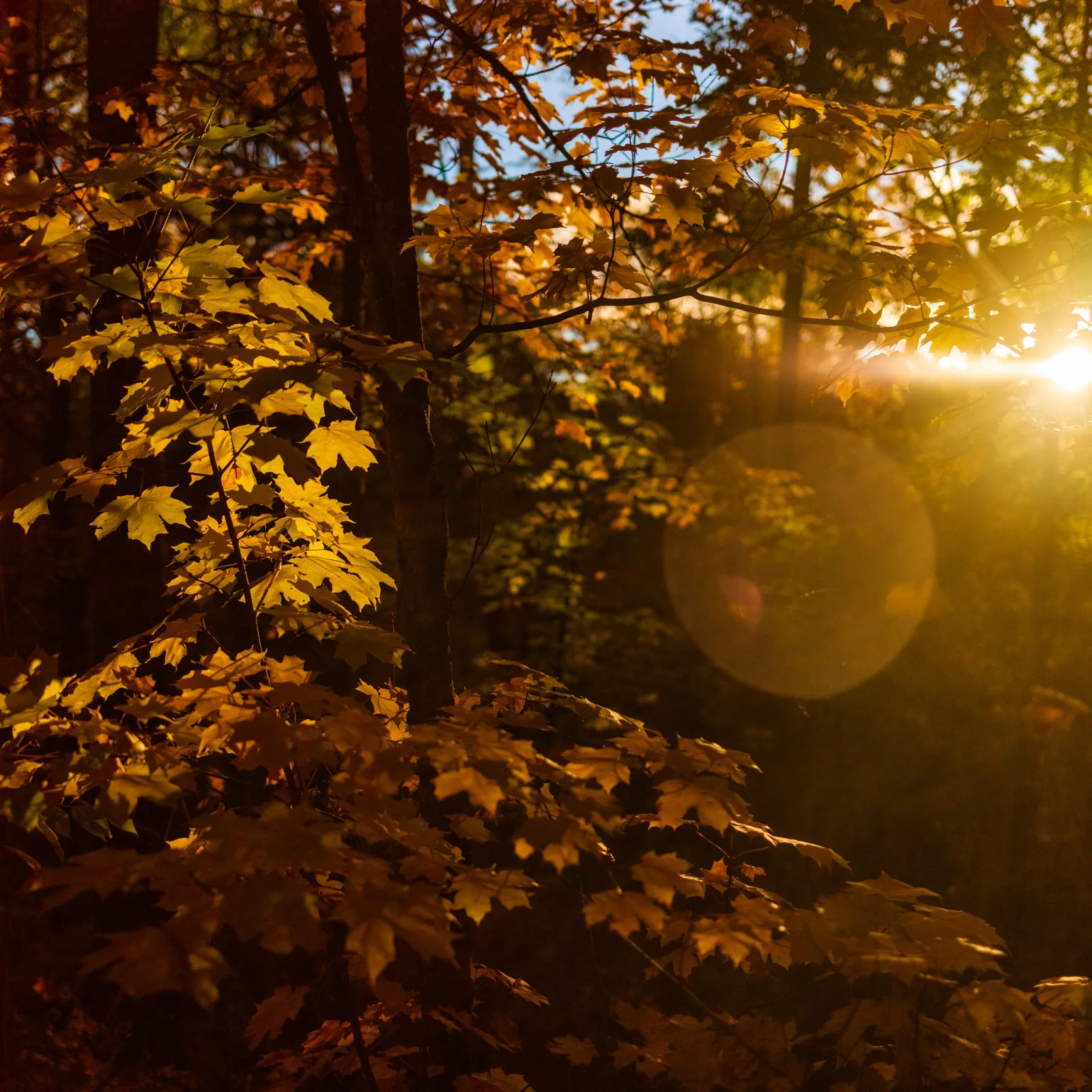 Backlit orange maple leaves in a forest with the sun breaking through at the right edge of the frame and a soft round glow in the middle of the picture