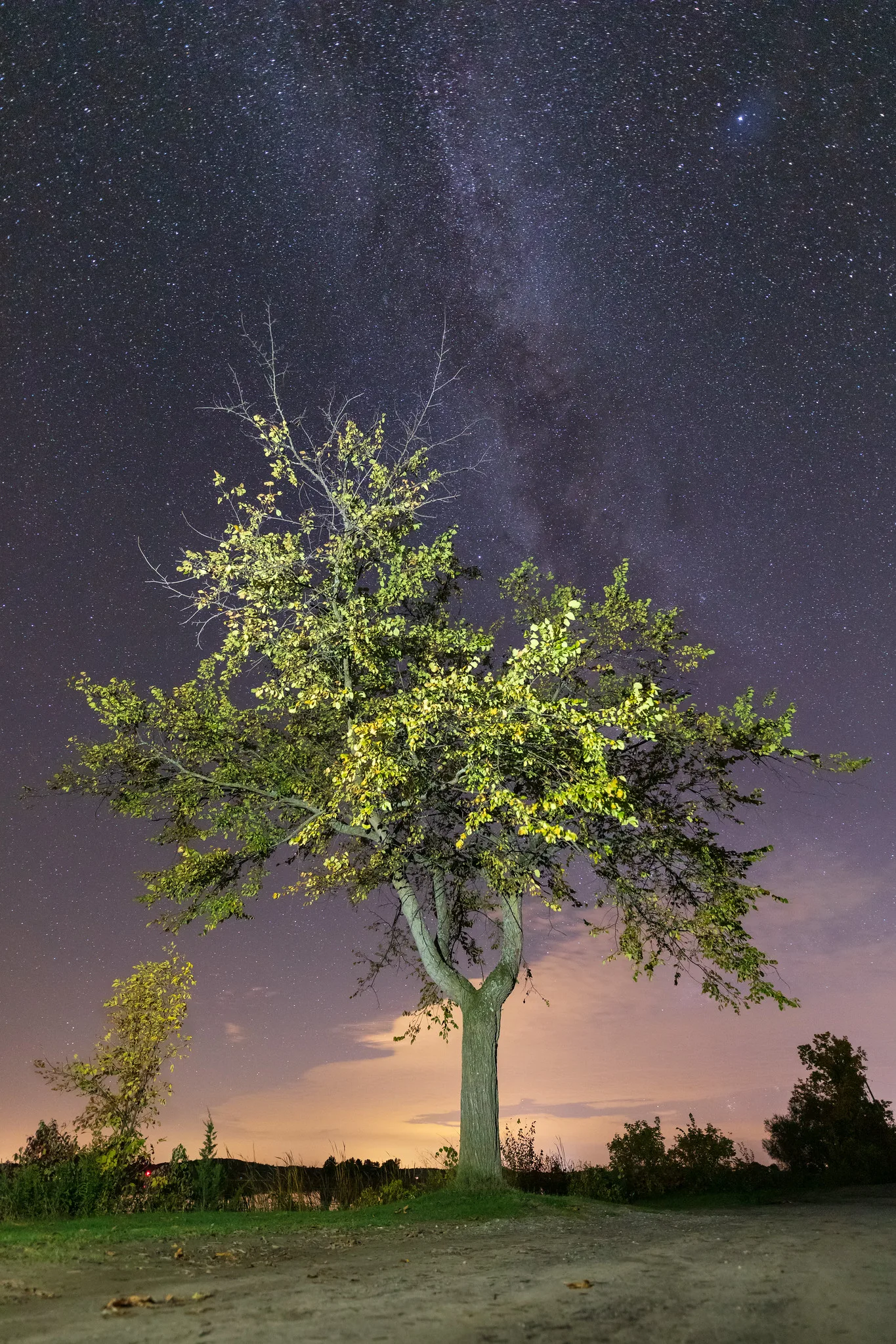 Vertical night photo of a single leafy tree lit from the side beside a dirt track, with the Milky Way rising behind it and an orange glow low on the horizon