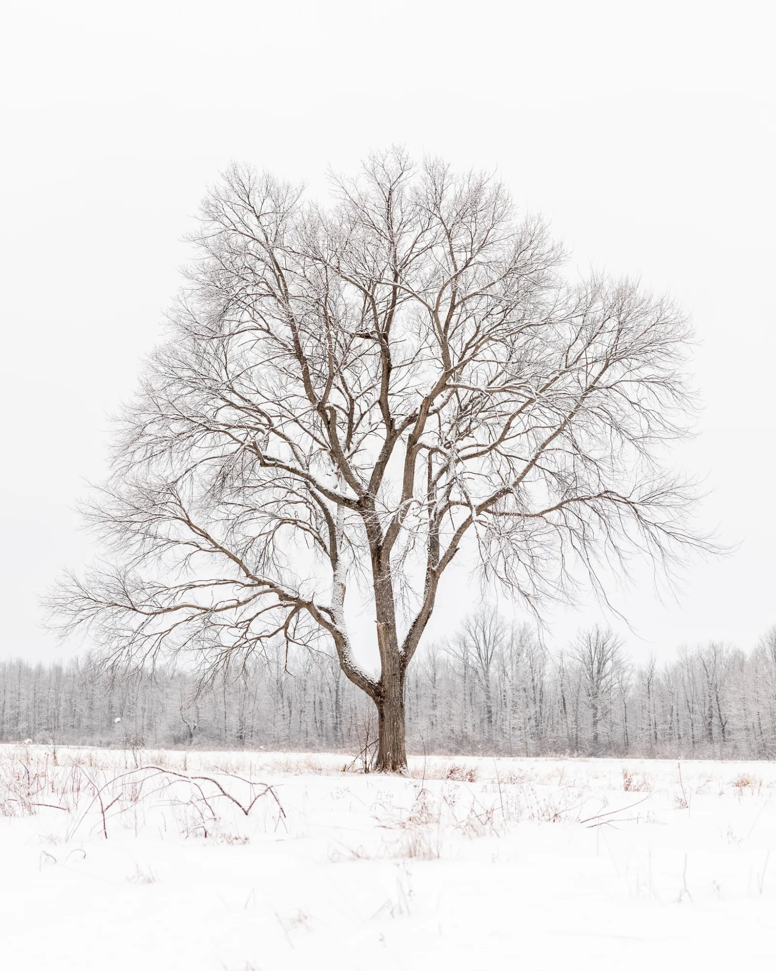 A single leafless tree standing in a snowy field under a white winter sky, with a line of frosted trees behind it