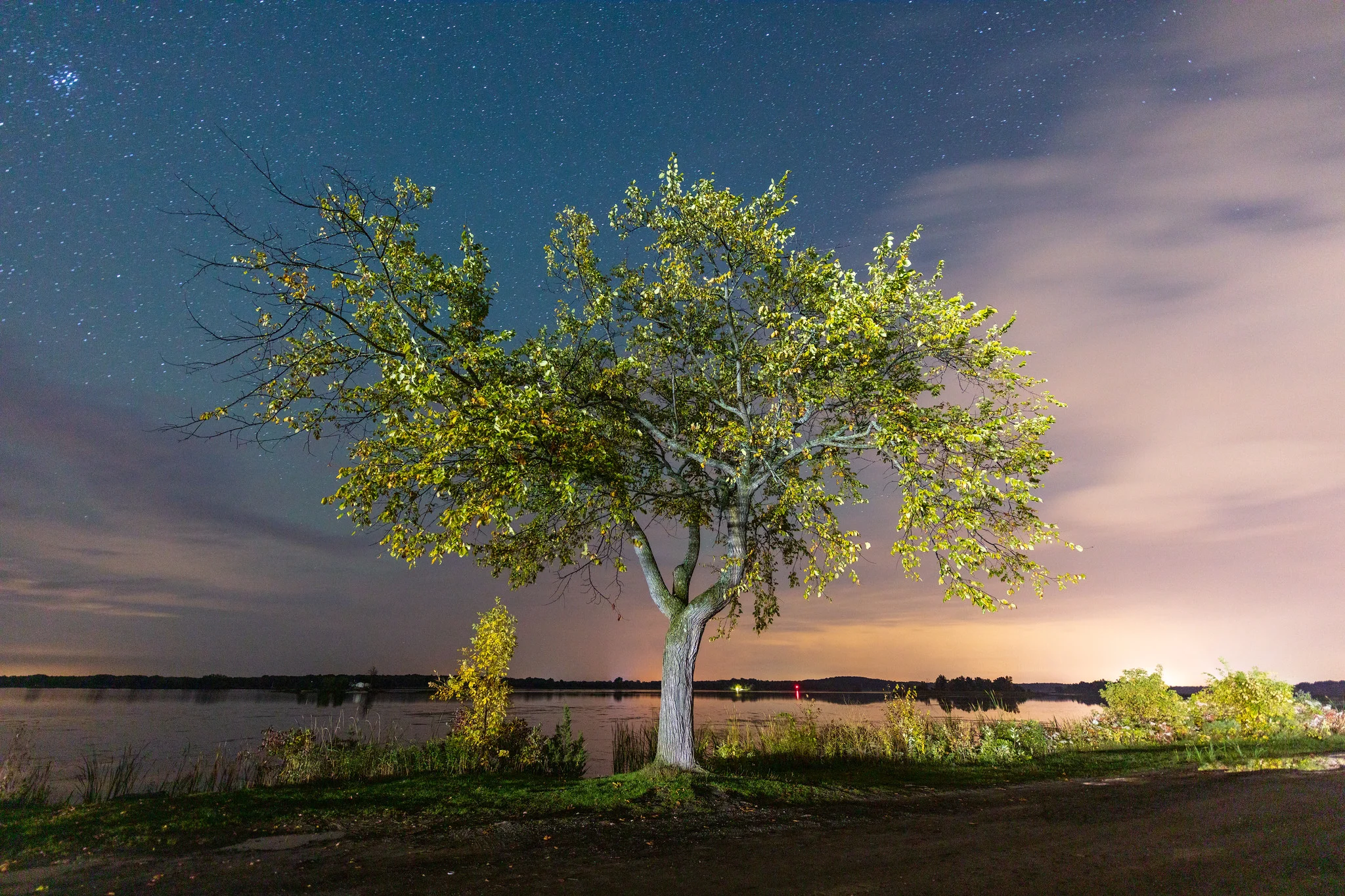 A lone tree beside a lake under a starry sky, with a band of thin cloud glowing orange from distant artificial light