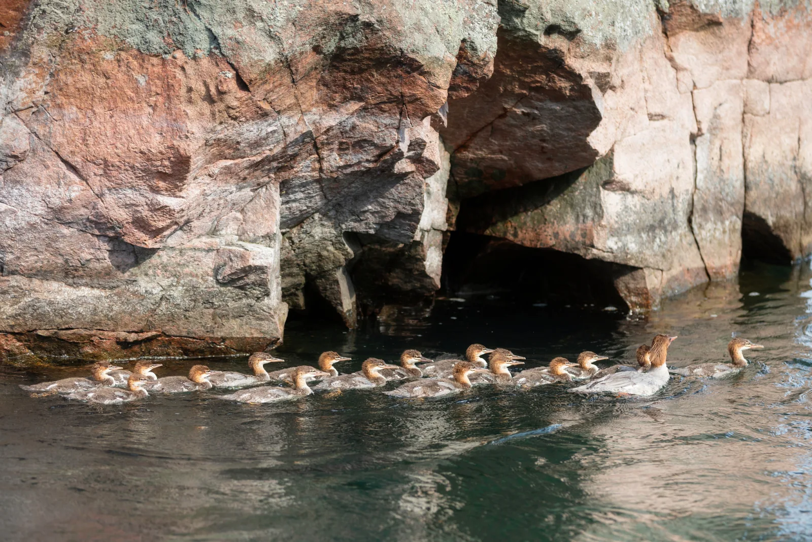 A mother merganser leading a long line of ducklings across dark water below a rocky cliff