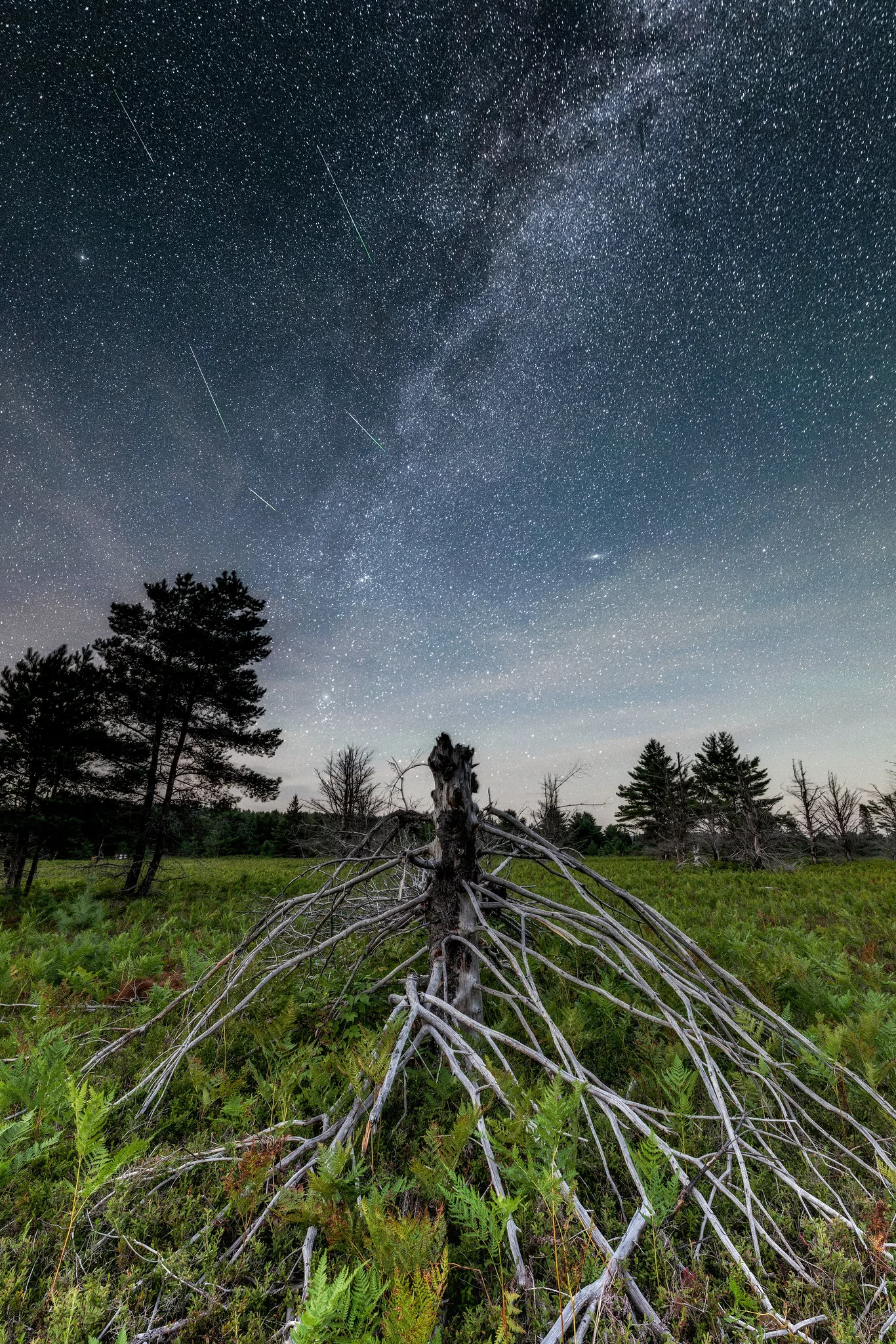 A starry night sky with the Milky Way above a fallen tree whose roots spread across a grassy field