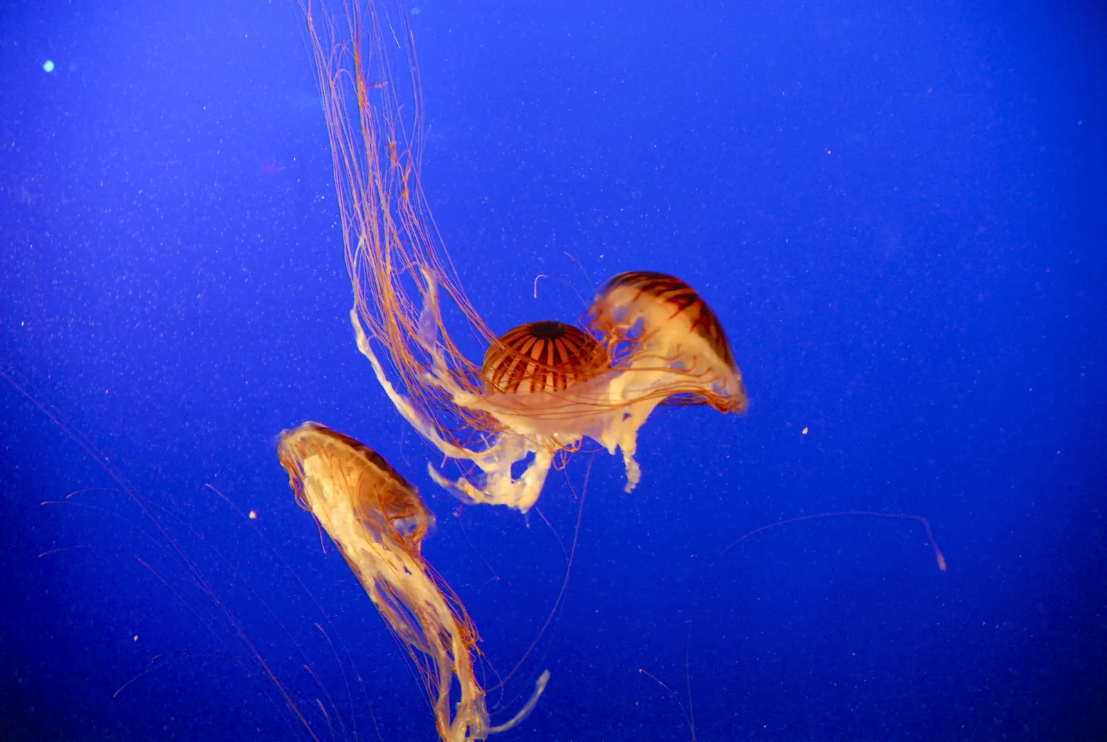 Two orange jellyfish with long trailing tentacles drifting against a deep blue aquarium background
