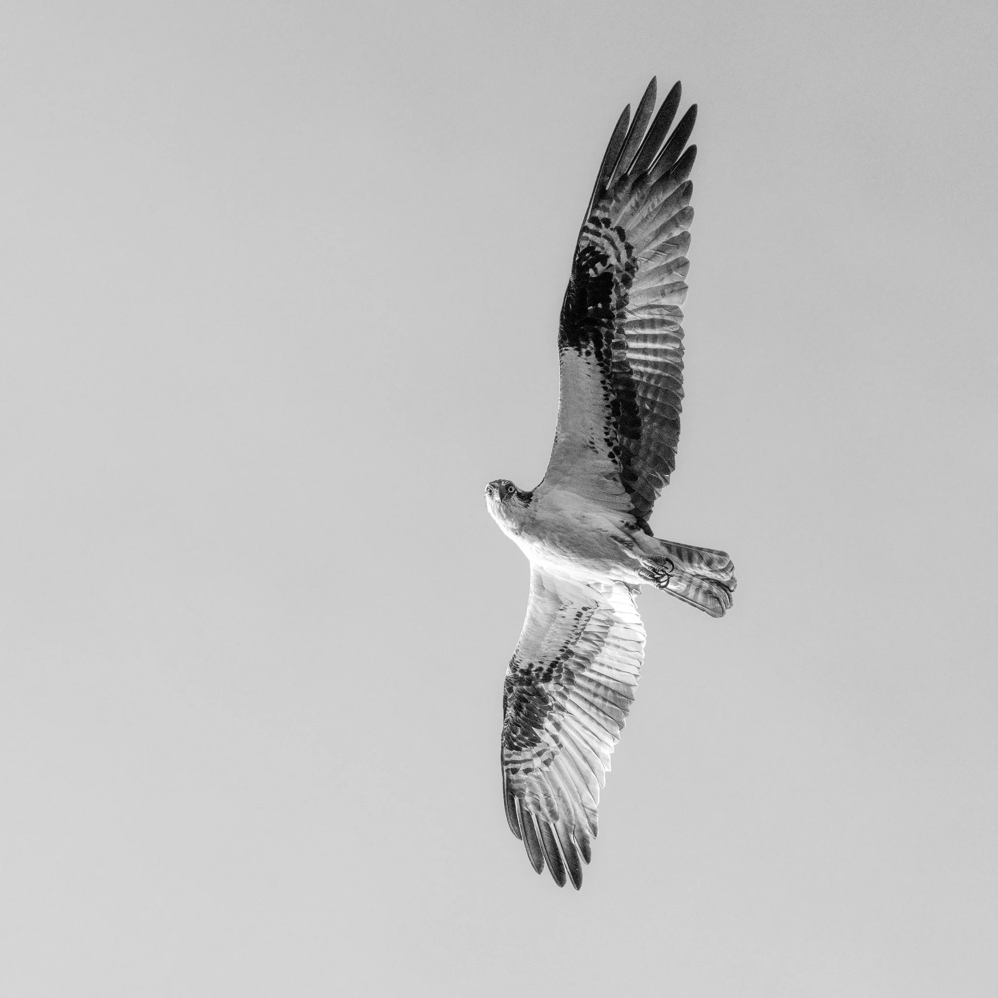Black and white photo of an osprey in flight seen from below