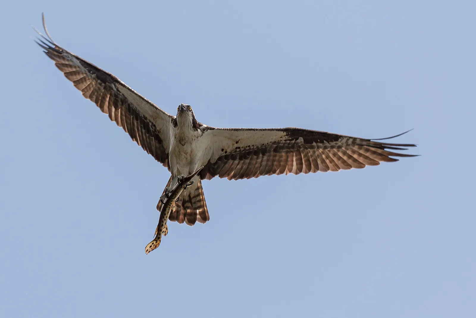 An osprey in flight with wings spread against a plain blue sky, carrying a fish in its talons, filling most of the frame