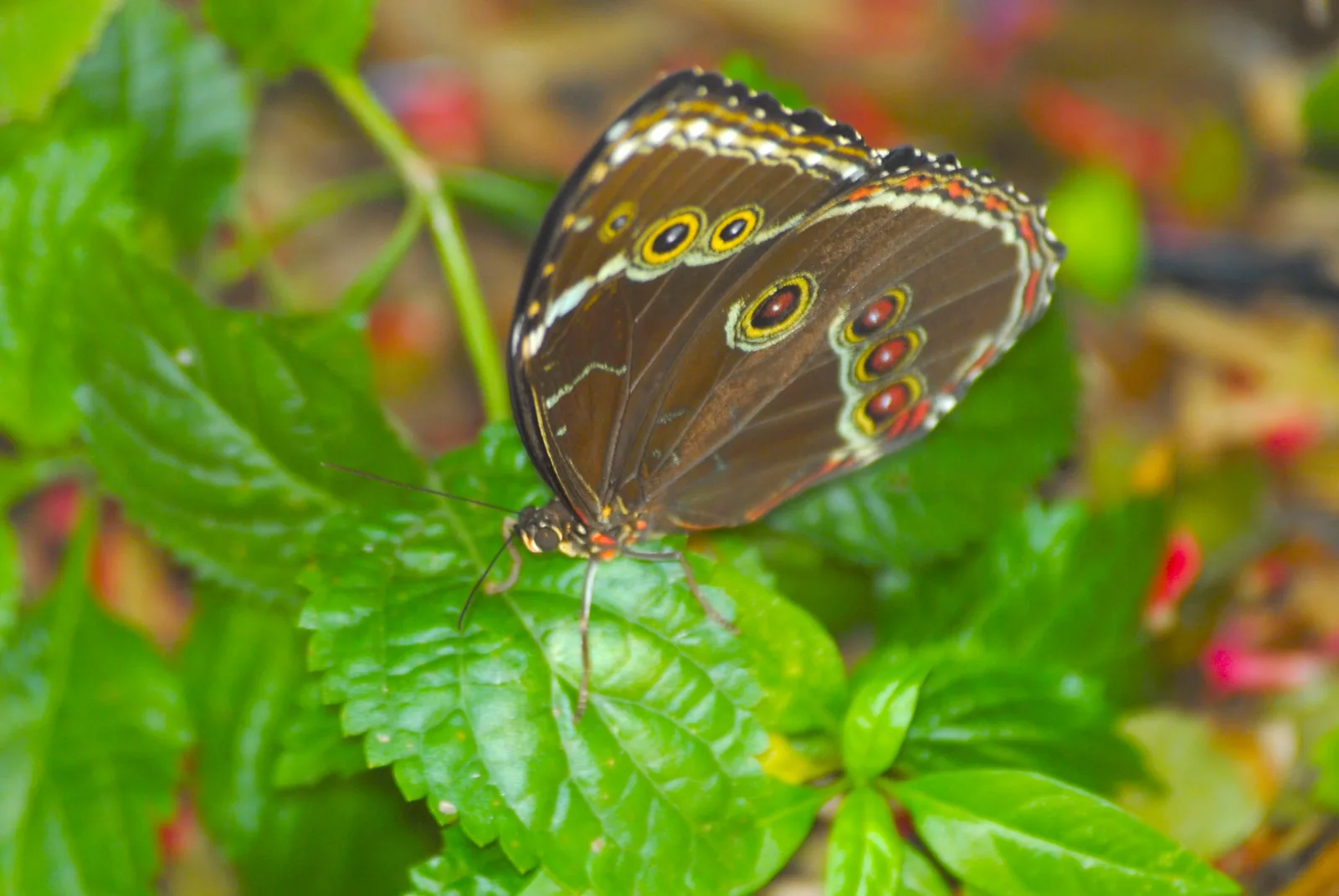 A brown butterfly with large yellow-ringed eyespots on its closed wings resting on green leaves, photographed from the side, with red flowers blurred behind