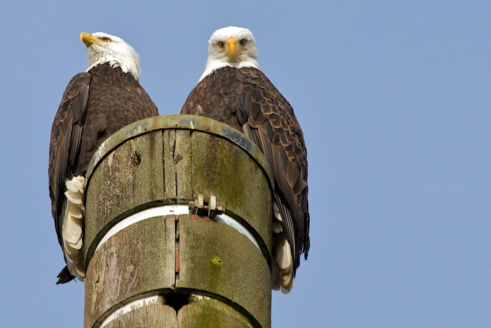Two bald eagles perched side by side on top of a weathered wooden post against a clear blue sky, one looking left and one facing the camera