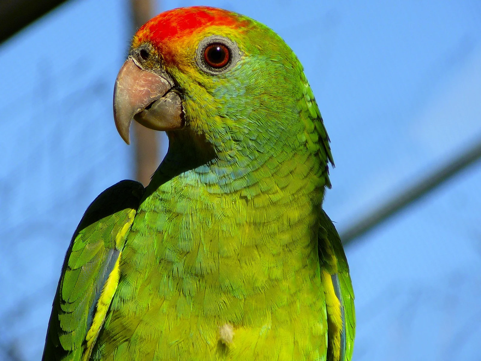 Close-up of a green parrot with red head markings against a soft blue background