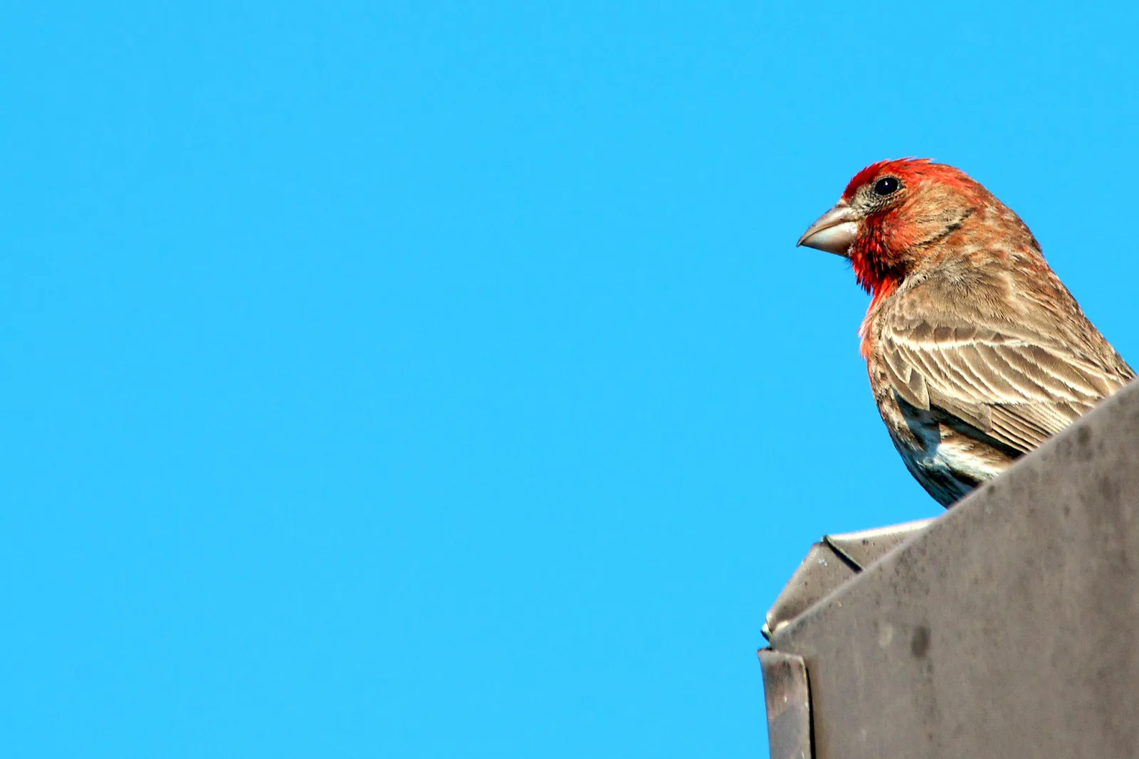 A red-headed finch perched on the corner of a metal roof against a plain bright blue sky