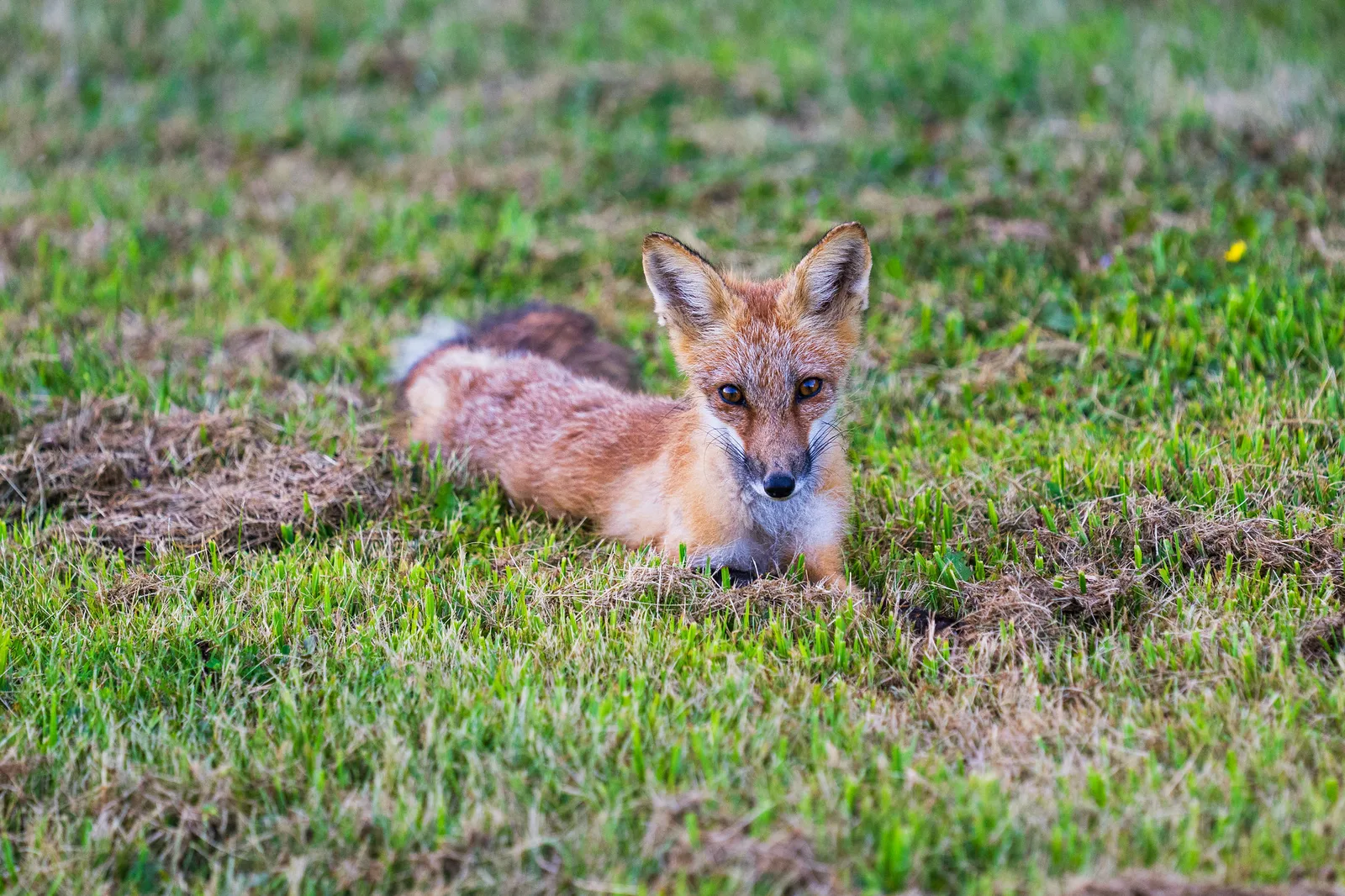 A red fox lying in short green grass and looking toward the camera, with soft out-of-focus grass in front of and behind it