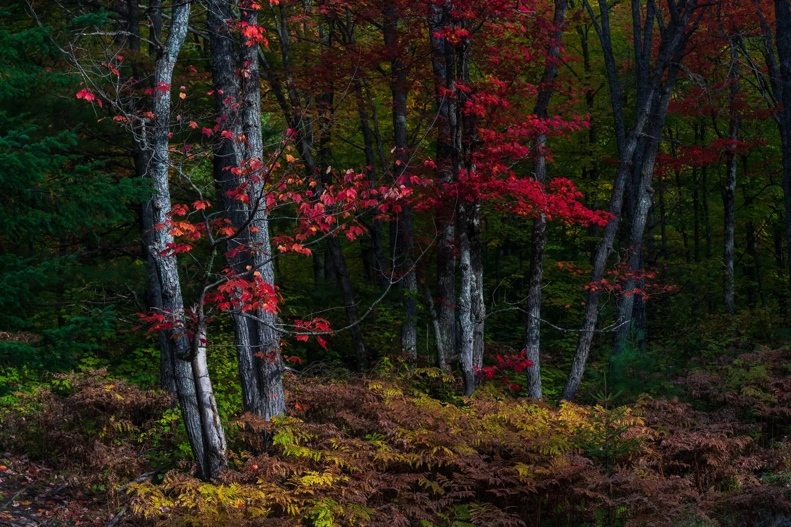 Red maple leaves on slender pale trunks at the edge of a dark forest, with ferns and low plants in autumn colours in the foreground and no sky in the frame