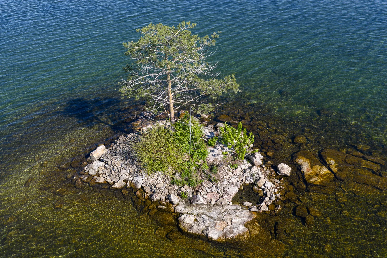 A small rocky islet with a single pine, seen from above, with submerged boulders and the lakebed clearly visible through the green water around it