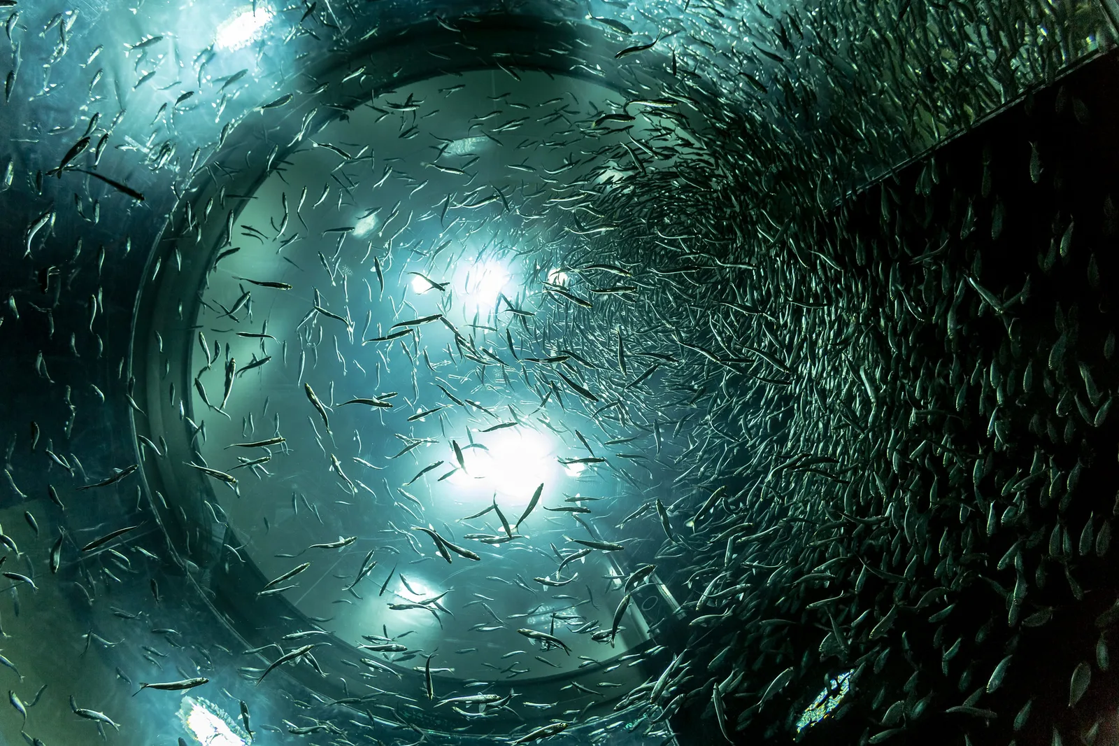 A dense school of small silver fish circling inside a cylindrical tank lit from above, seen from below through the clear tank wall
