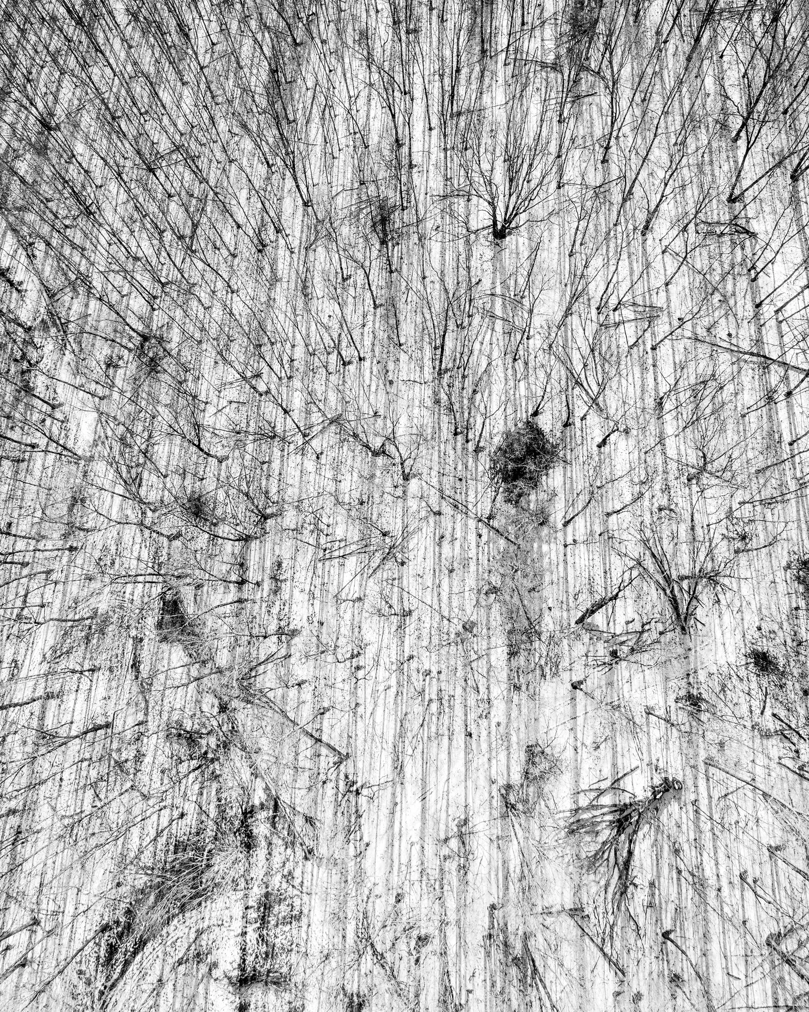 Aerial view of bare tree branches casting sharp, well-defined shadow lines across snow in direct sunlight