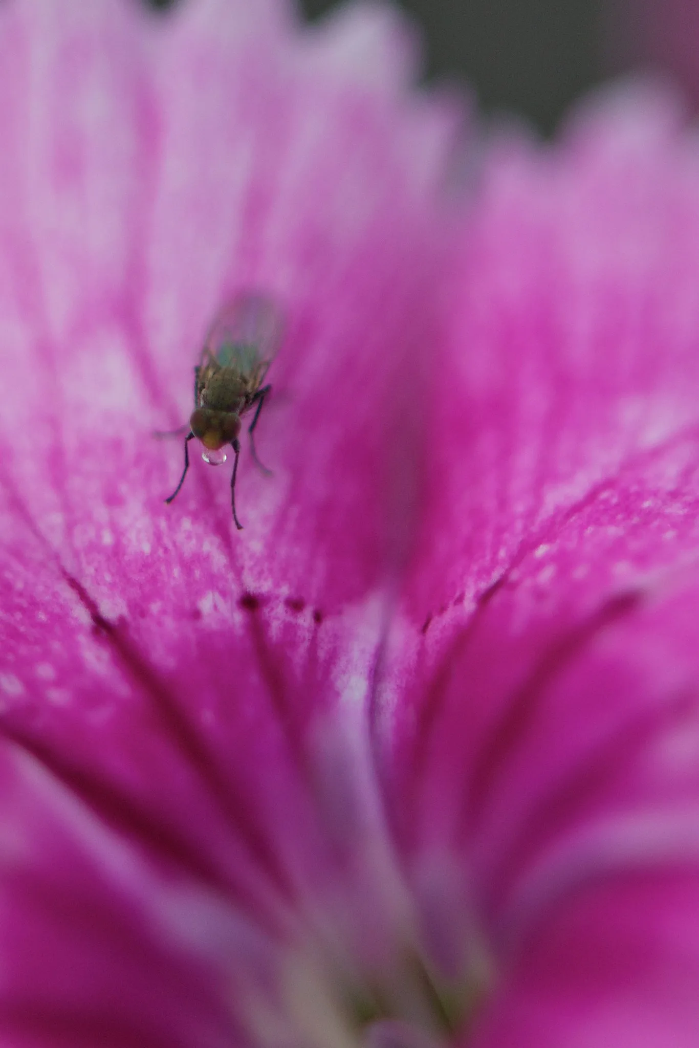 A small fly standing on a pink petal, with only a thin band of the petal and the insect in focus and the rest of the flower blurred
