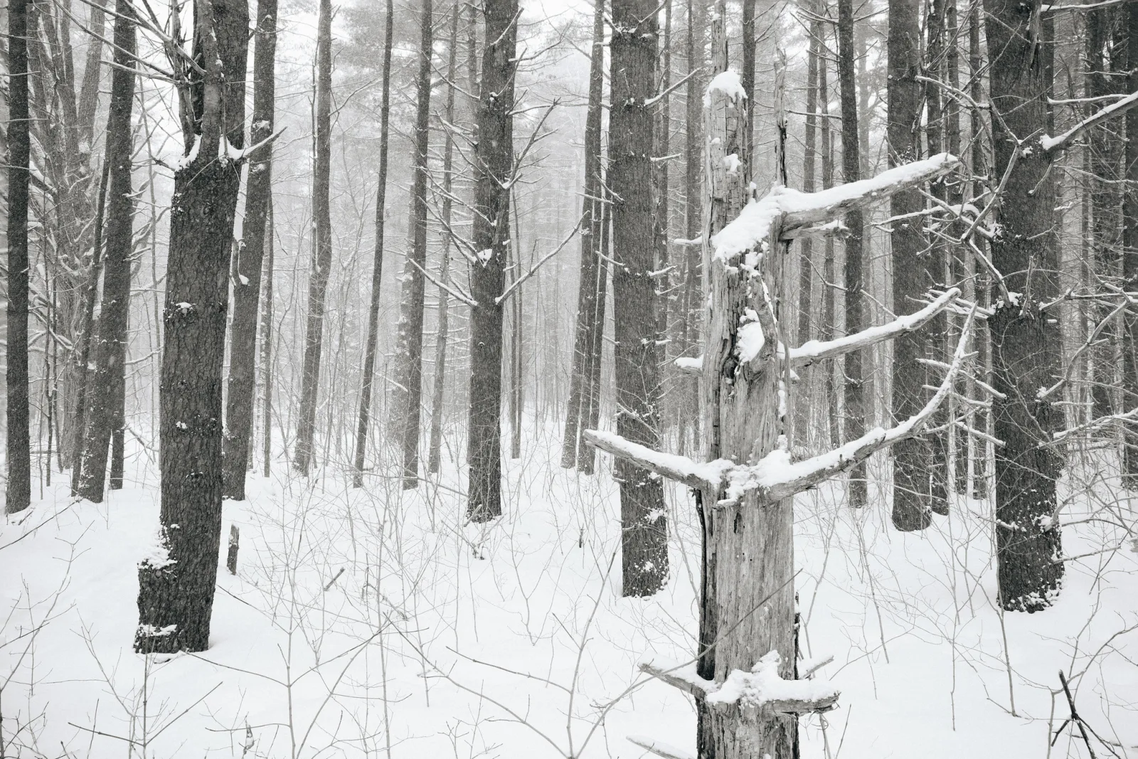 Black and white view into a snowy forest with many dark vertical trunks, a snow-covered dead snag in the foreground and the far trees fading into pale haze