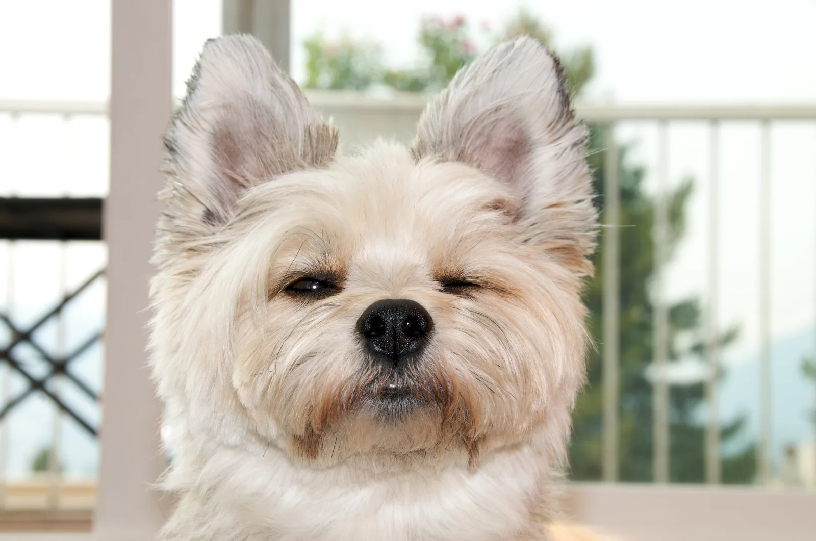 Close-up of a small white terrier with its eyes narrowed and ears standing up, facing the camera with a doubtful expression