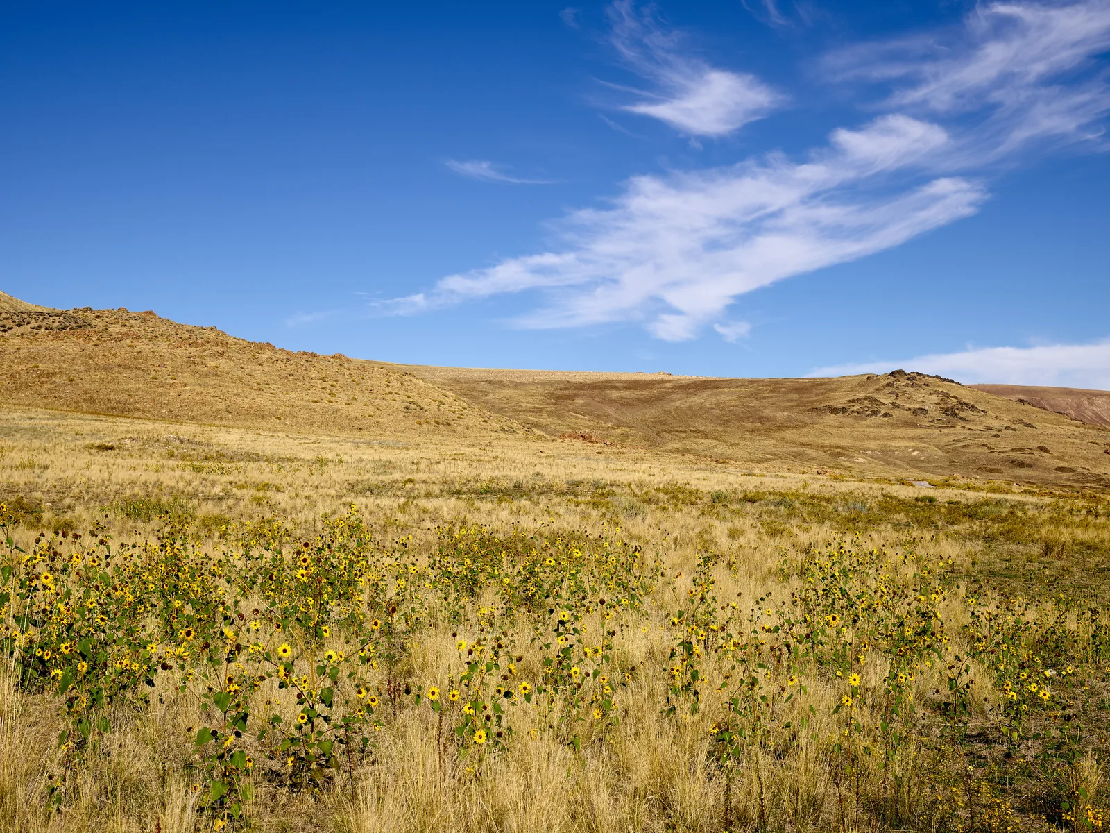 A dry grassy hillside dotted with small yellow sunflowers under a deep blue sky with wispy white clouds
