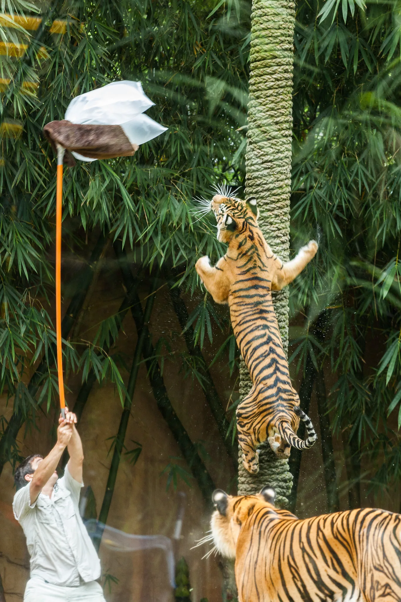 A young tiger climbing a rope-wrapped pole toward a bag held up on a long stick by a zoo keeper, with a second tiger watching from below