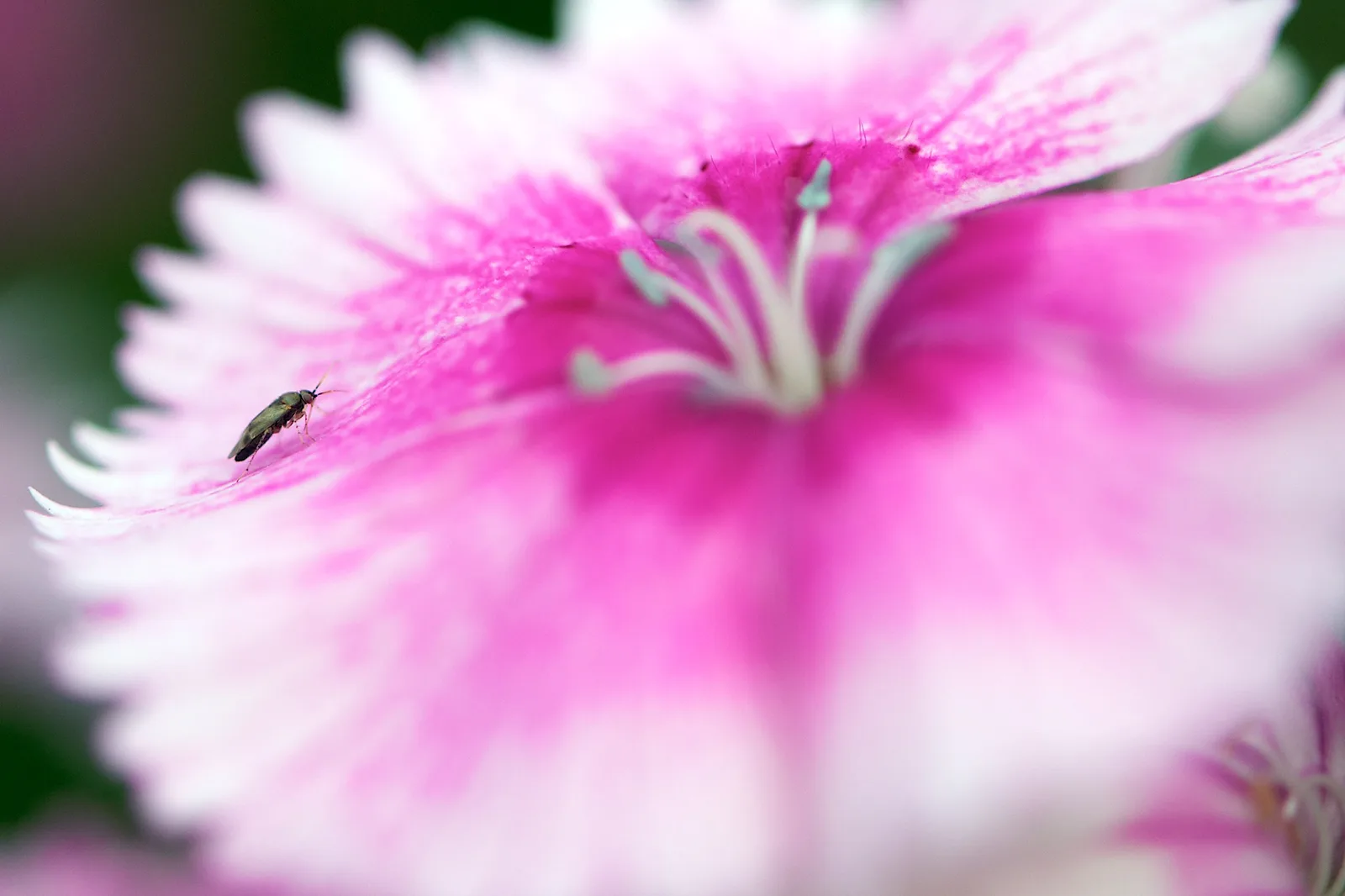 Extreme close-up of a tiny dark insect on the fringed petal of a pink and white flower, with the stamens sharp and the rest of the petals blurred