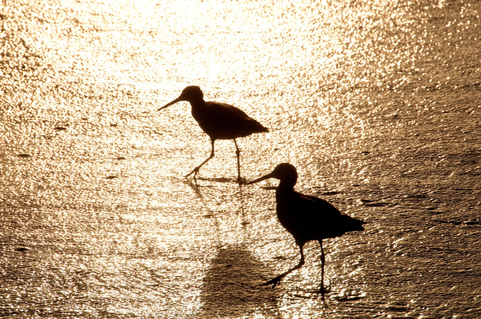 Two long-legged shorebirds in silhouette walking across glittering golden water, the lower bird's bill touching the upper bird's foot