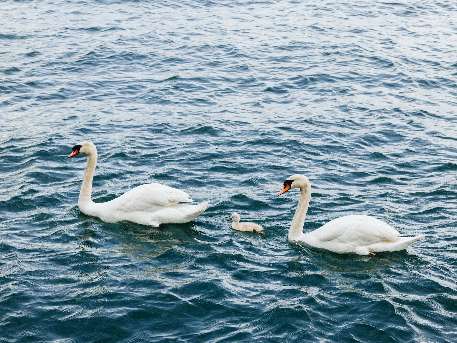 Two white adult swans swimming on rippled blue water with one small grey cygnet between them