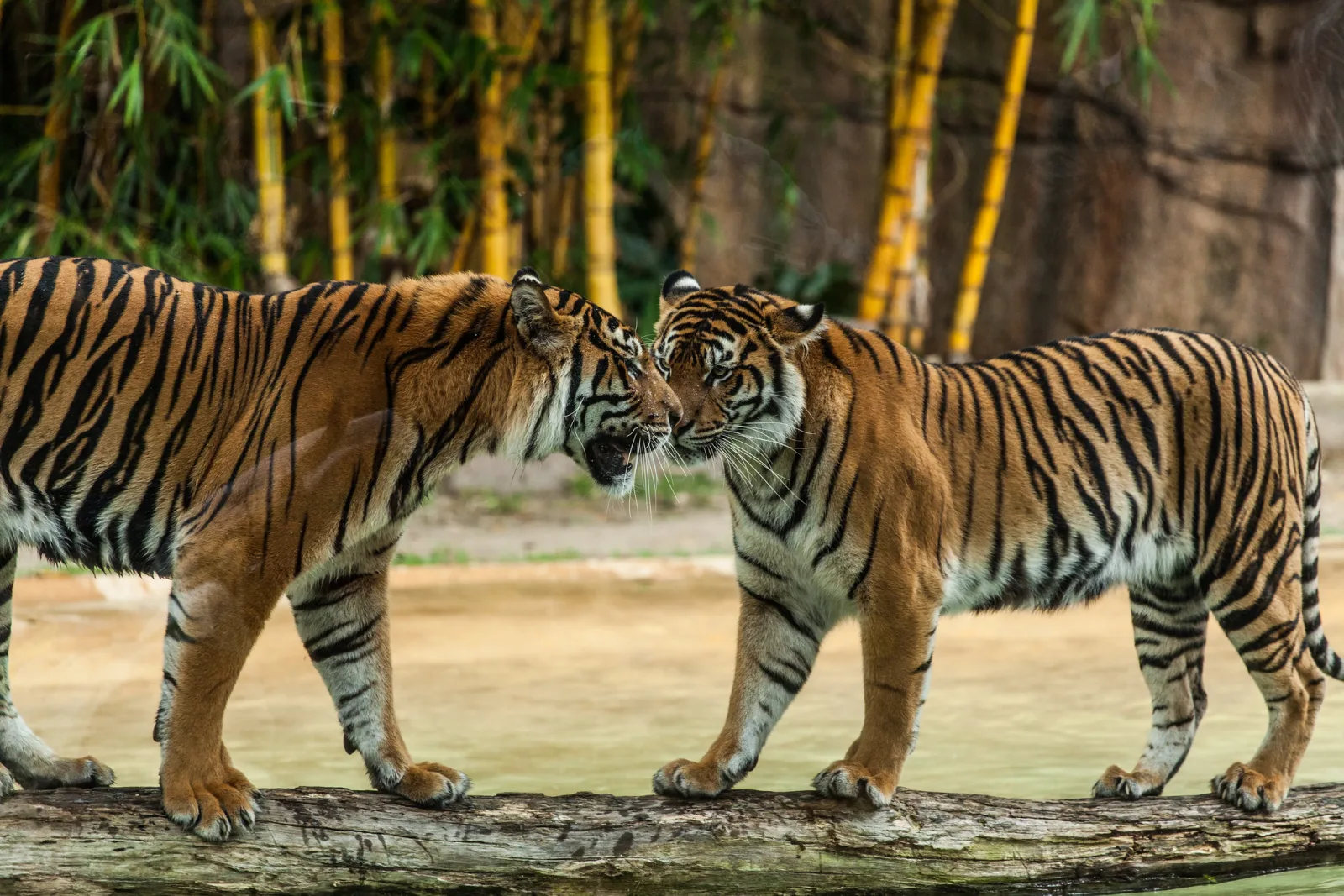 Two tigers standing on a log touching noses, with bamboo and a rock wall behind them