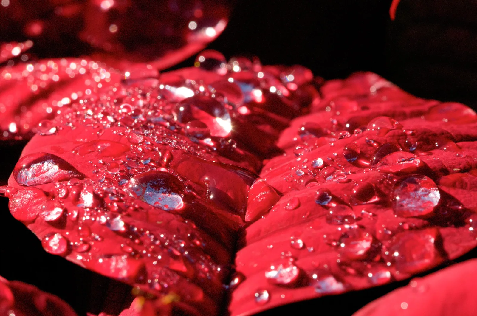 Close-up of water droplets beading on red poinsettia leaves, lit from the side against a dark background