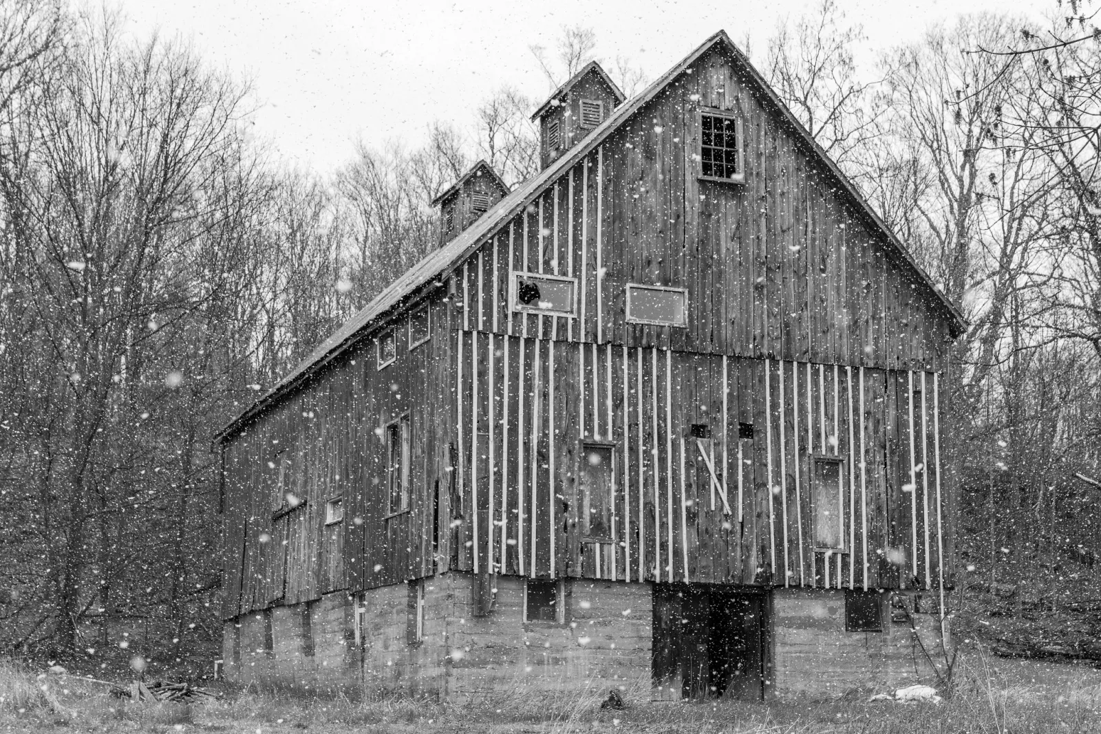 Black and white photo of a weathered wooden barn with vertical board strips, snow falling in front of bare trees
