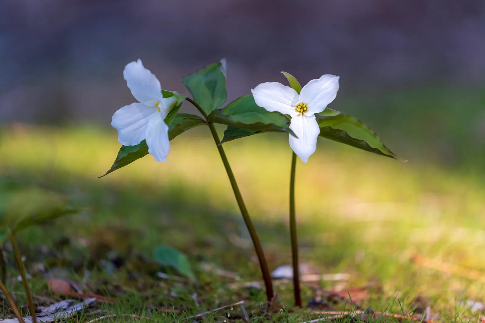 Two white trillium flowers on thin stems, sharp in front of a dark, blurred green and purple background