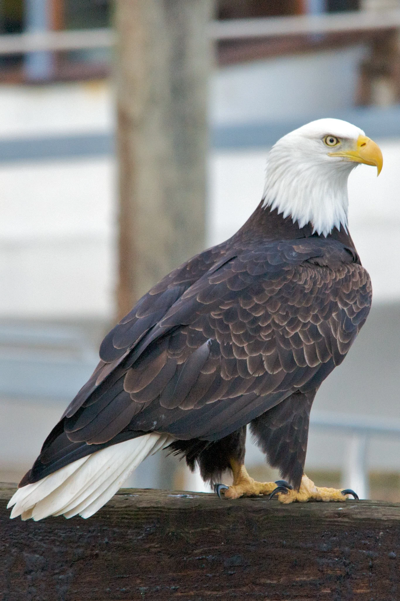 A close portrait of a bald eagle with its eye in sharp focus against a softly blurred background.