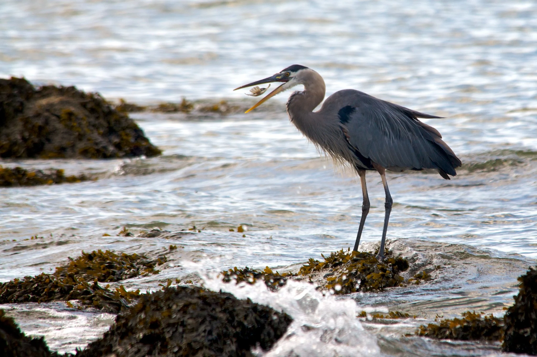 A great blue heron standing on a rock in the surf, tossing a small fish into the air before swallowing it