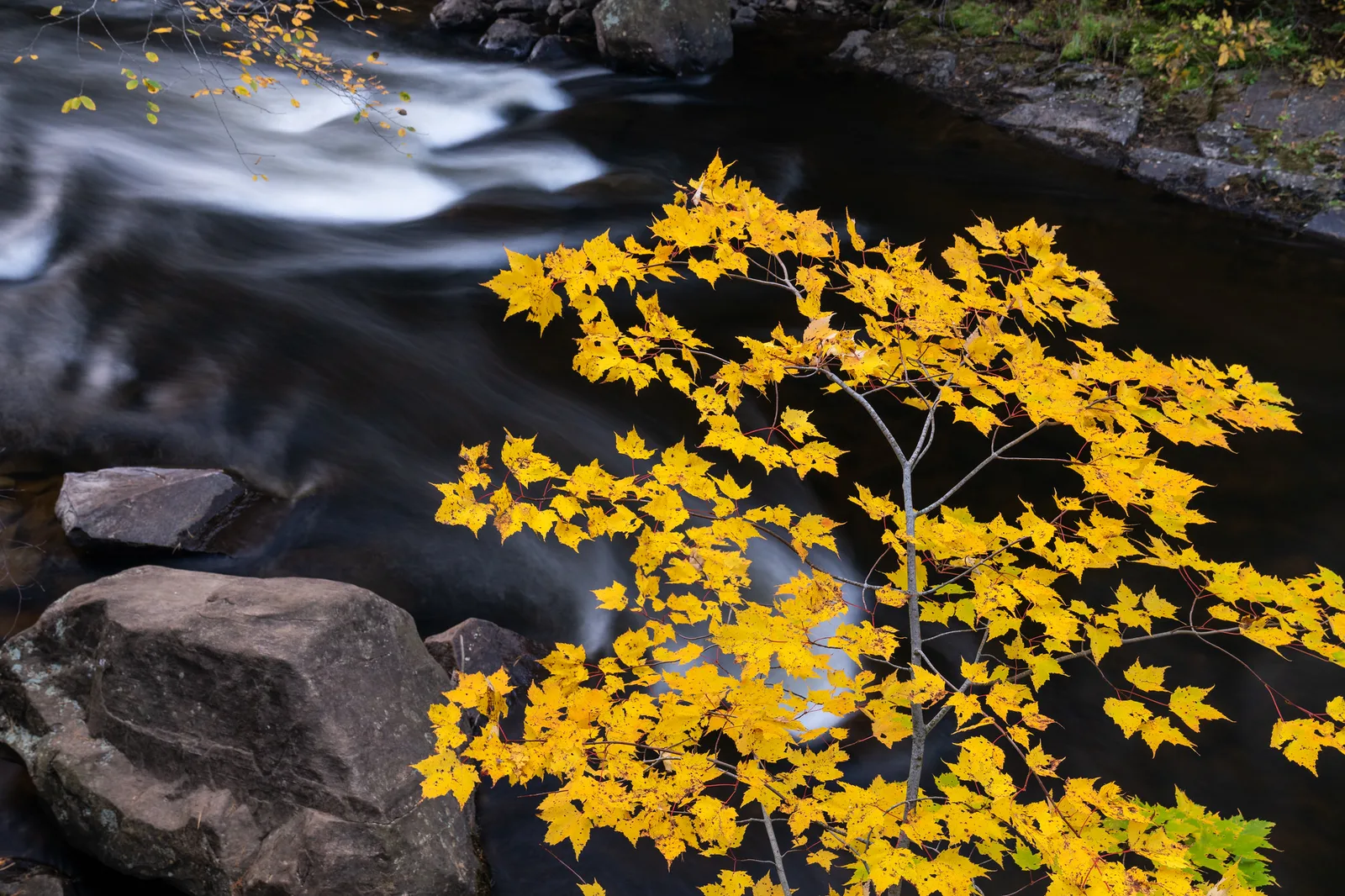 A sapling with bright yellow leaves standing in front of a dark stream whose current is blurred into soft white streaks over the rocks