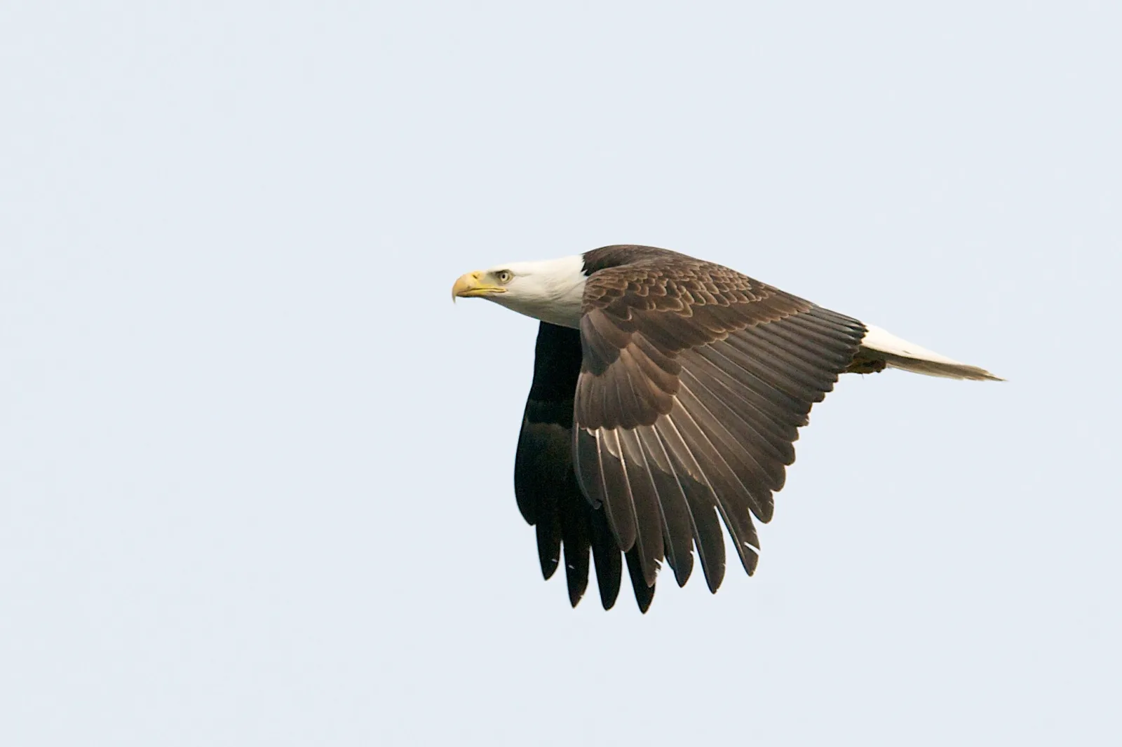A bald eagle flies from right to left against a pale sky, wings on the downstroke, sharp from beak to tail.