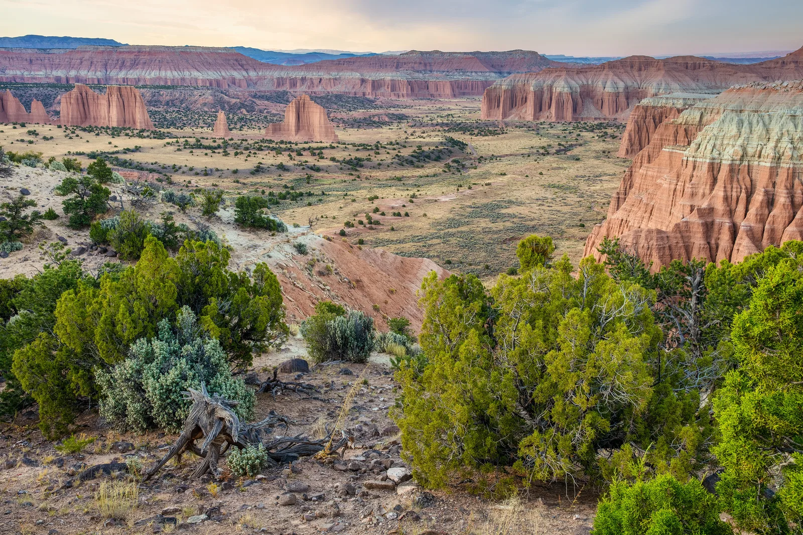Green shrubs and pale rock leading to red cliffs in a desert valley at dusk